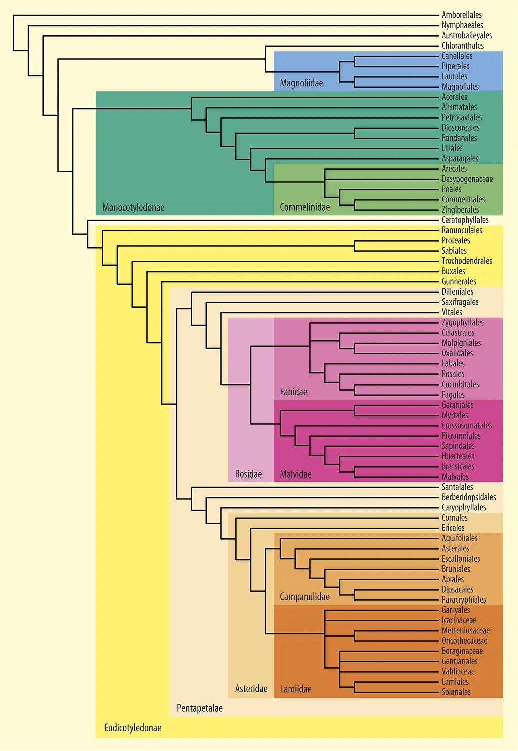 Classification phylogénétique des Angiospermes