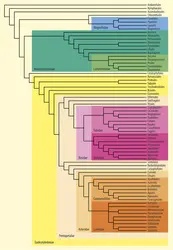 Classification phylogénétique des Angiospermes - crédits : Encyclopædia Universalis France