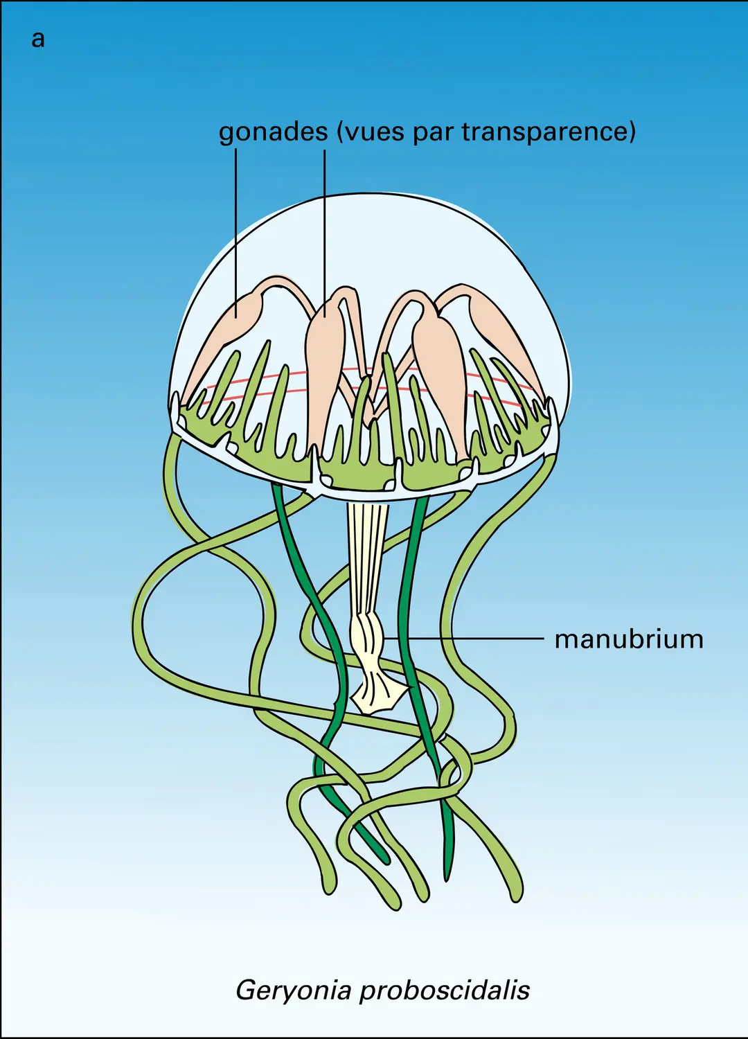 Hydroméduses - vue 1