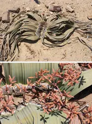 <em>Welwitschia mirabilis</em> - crédits : Céline Bénard