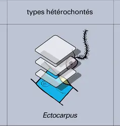 Végétaux et animaux - crédits : Encyclopædia Universalis France