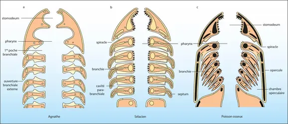 Systèmes respiratoires - crédits : Encyclopædia Universalis France