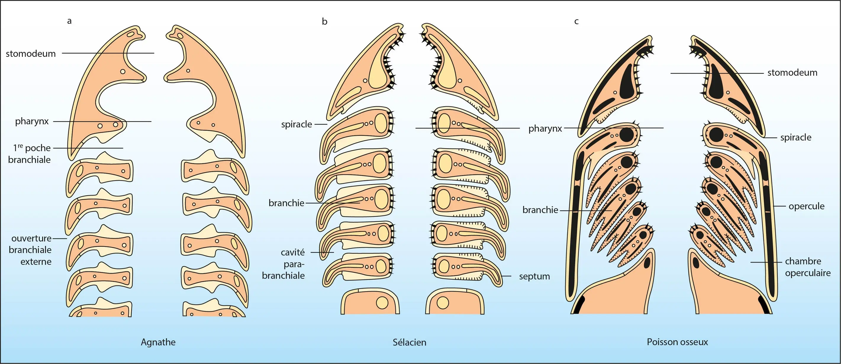 Systèmes respiratoires