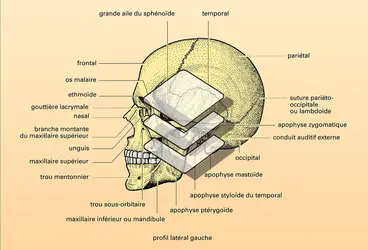 Massif facial : disposition et structure - crédits : Encyclopædia Universalis France