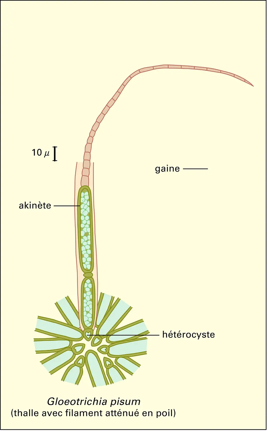 Nostocales