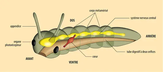 Phylogénie animale : l'ancêtre des <it>Bilateria</it> - crédits : Encyclopædia Universalis France