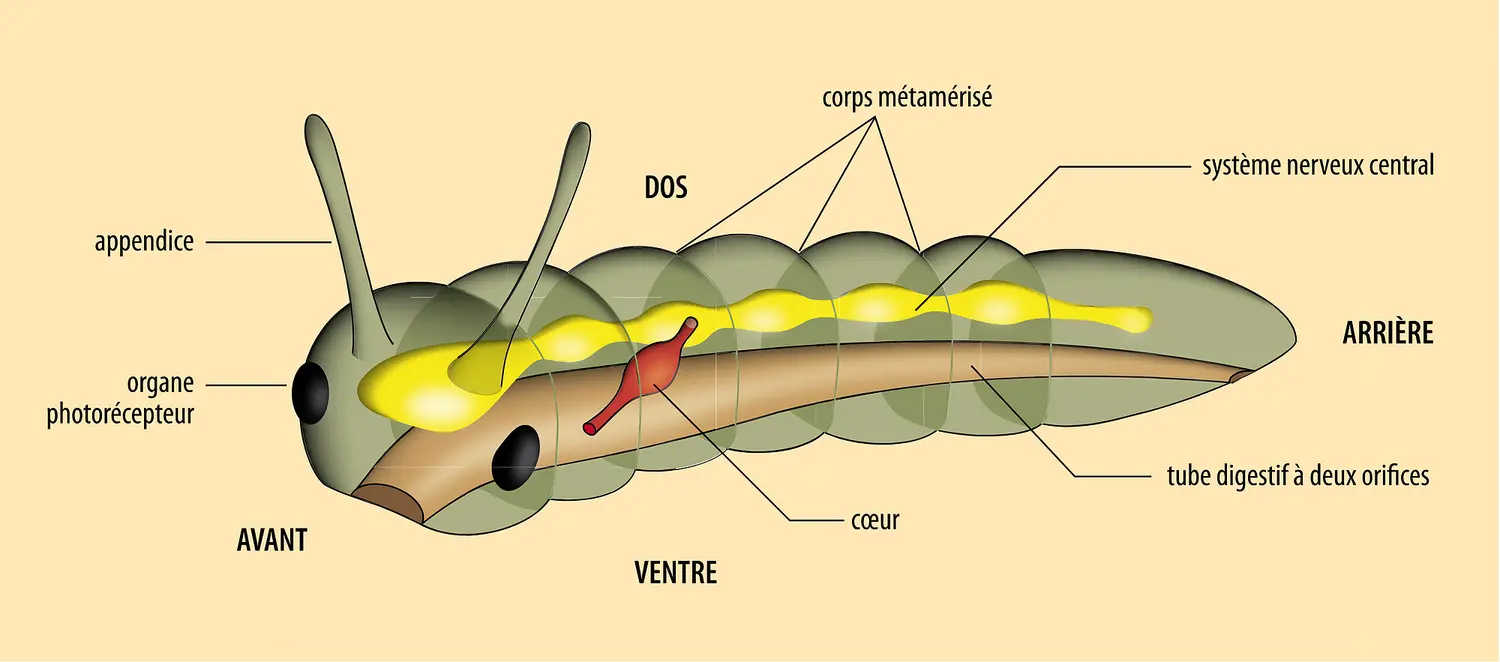 Phylogénie animale : l'ancêtre des <it>Bilateria</it>