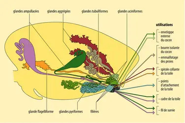 Glandes séricigènes des araignées - crédits : Encyclopædia Universalis France