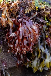 Algue rouge : dulse (<it>Palmaria palmata</it>) - crédits : B. De Reviers