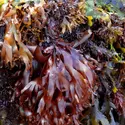 Algue rouge : dulse (<it>Palmaria palmata</it>) - crédits : B. De Reviers