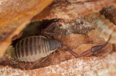 Pseudoscorpion - crédits : H. Larsson/ Shutterstock