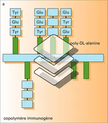 Immunogènes synthétiques - crédits : Encyclopædia Universalis France