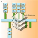 Immunogènes synthétiques - crédits : Encyclopædia Universalis France