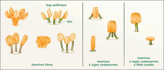 Types d'androcée