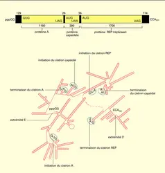 Phage à ARN - crédits : Encyclopædia Universalis France