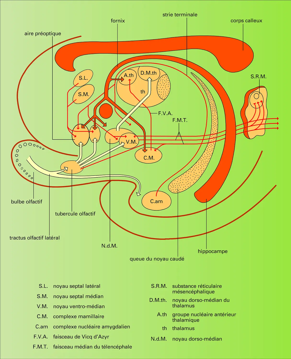 Connexions de l'hypothalamus chez le chat