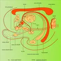 Connexions de l'hypothalamus chez le chat - crédits : Encyclopædia Universalis France