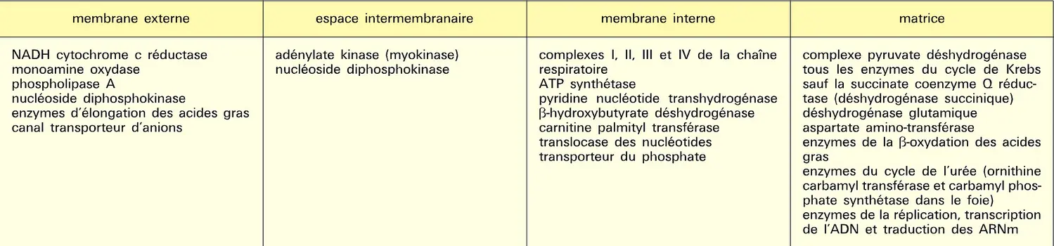 Enzymes : localisation