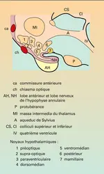 Hypothalamus - crédits : Encyclopædia Universalis France