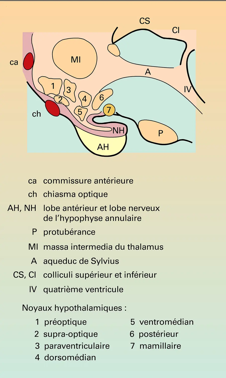 Hypothalamus