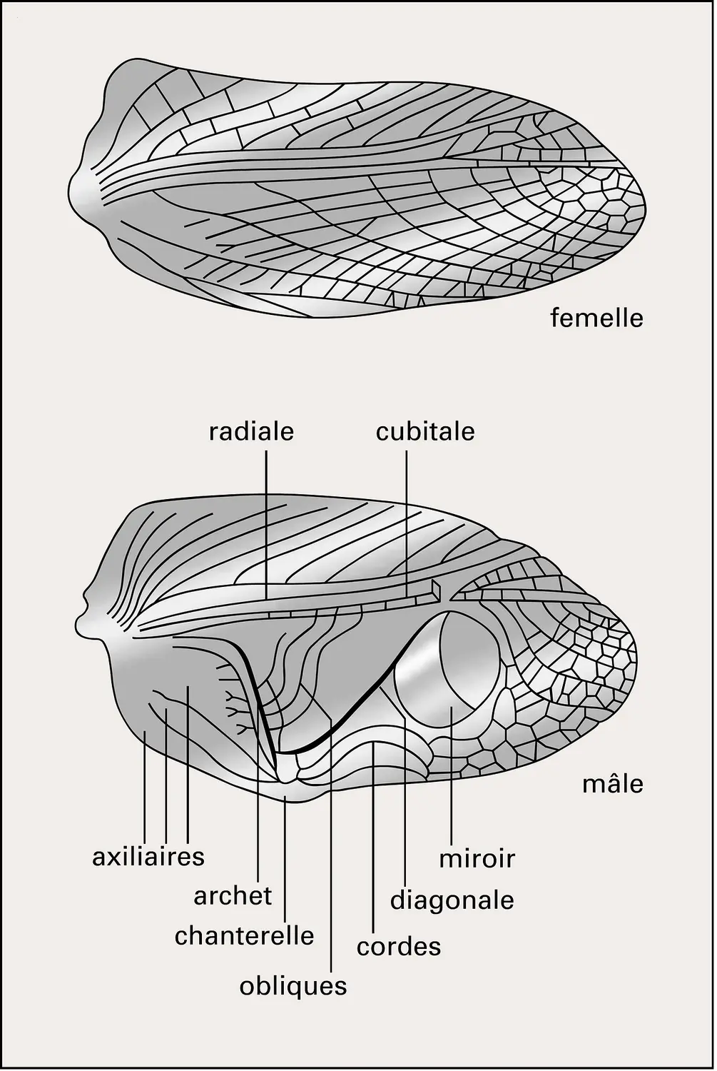 Gryllus bimaculatus : nervation des élytres