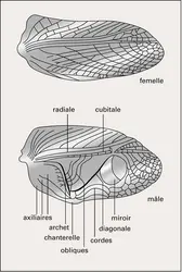 Gryllus bimaculatus : nervation des élytres - crédits : Encyclopædia Universalis France