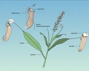 Nepenthes mirabilis : rameau - crédits : Encyclopædia Universalis France