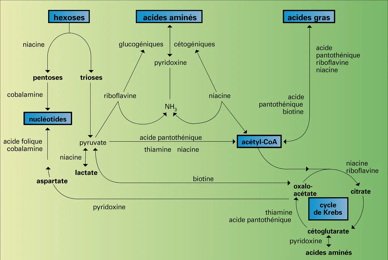 Métabolisme cellulaire : intervention des vitamines