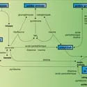 Métabolisme cellulaire : intervention des vitamines - crédits : Encyclopædia Universalis France