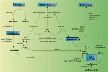 Métabolisme cellulaire : intervention des vitamines - crédits : Encyclopædia Universalis France