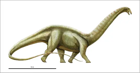 Apatosaurus - crédits : Encyclopædia Universalis France