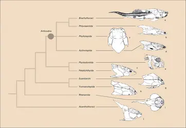 Placodermes : cladogramme - crédits : Encyclopædia Universalis France