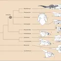 Placodermes : cladogramme - crédits : Encyclopædia Universalis France