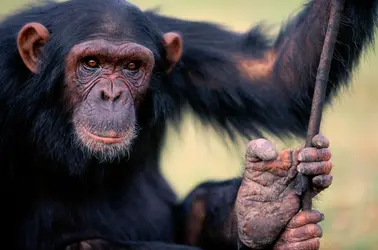 Chimpanzé - crédits : Manoj Shah/ The Image Bank/ Getty Images