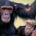 Chimpanzé - crédits : Manoj Shah/ The Image Bank/ Getty Images