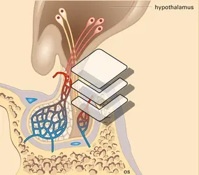 Axe hypothalamo-hypophysaire - crédits : Encyclopædia Universalis France