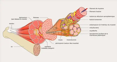 Contraction des fibres musculaires - crédits : Encyclopædia Universalis France