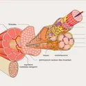 Contraction des fibres musculaires - crédits : Encyclopædia Universalis France