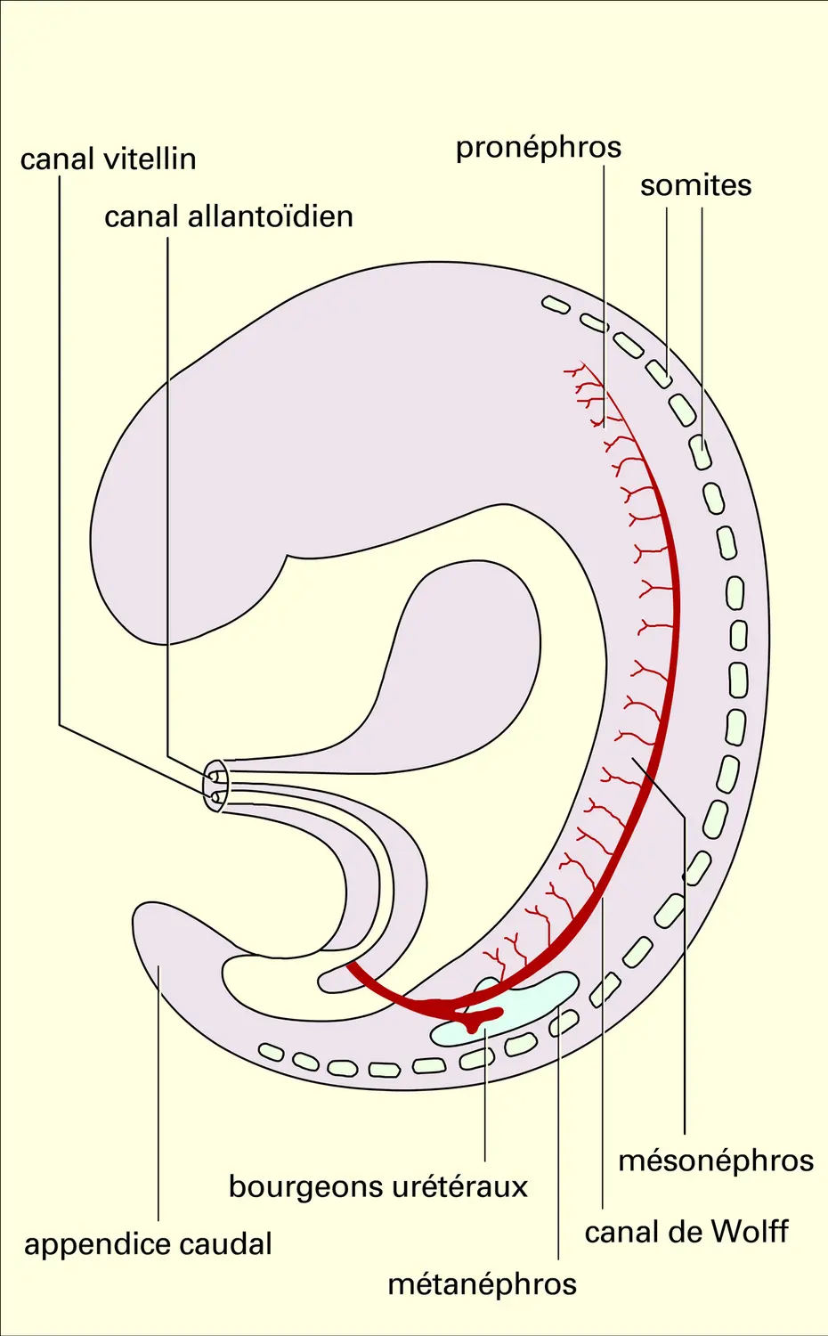 Embryon humain : sinus urogénital - vue 2