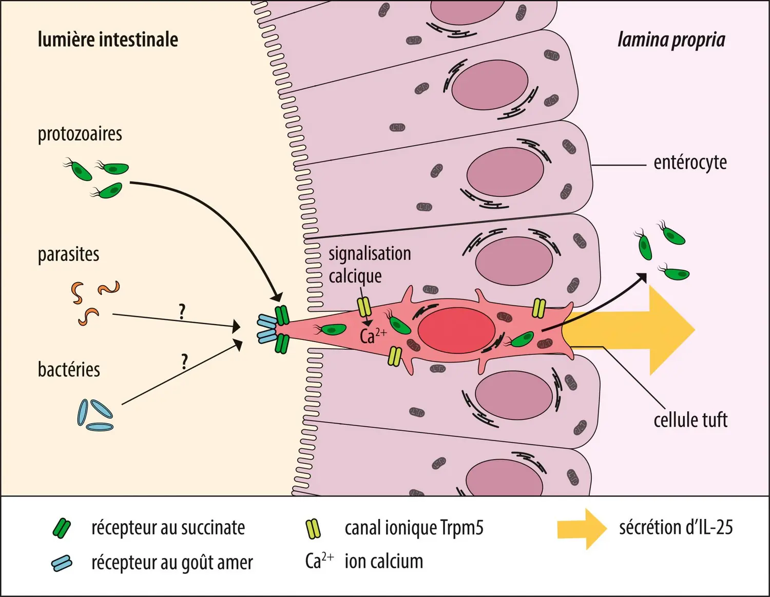 Les cellules tuft : cellules sensorielles chémoréceptrices