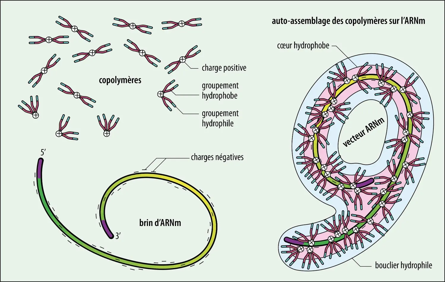 Les vecteurs d’ARNm à <em>block copolymers</em>