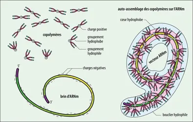 Les vecteurs d’ARNm à <em>block copolymers</em> - crédits : Encyclopædia Universalis France