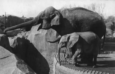 Éléphants du Parc zoologique de Paris - crédits : Collection M. Leclerc-Cassan
