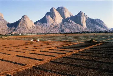 Soudan, agriculture - crédits : Martin Rogers/ The Image Bank/ Getty Images