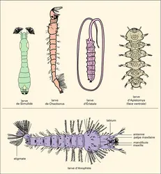 Larves aquatiques - crédits : Encyclopædia Universalis France