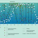 Hareng : migrations - crédits : Encyclopædia Universalis France