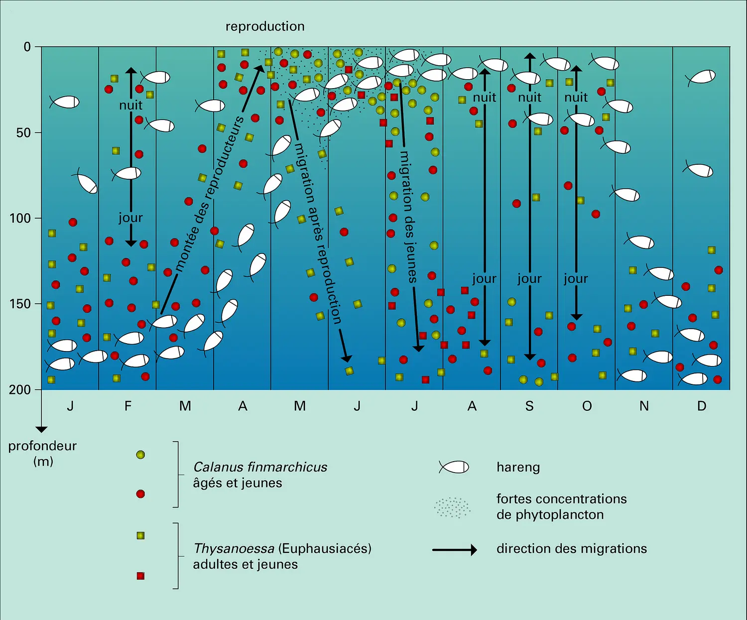 Hareng : migrations