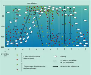 Hareng : migrations - crédits : Encyclopædia Universalis France