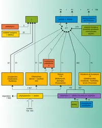 Chaîne énergétique dans la Tamise - crédits : Encyclopædia Universalis France