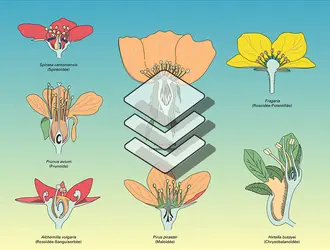 Rosacées : fleurs et fruits - crédits : Encyclopædia Universalis France